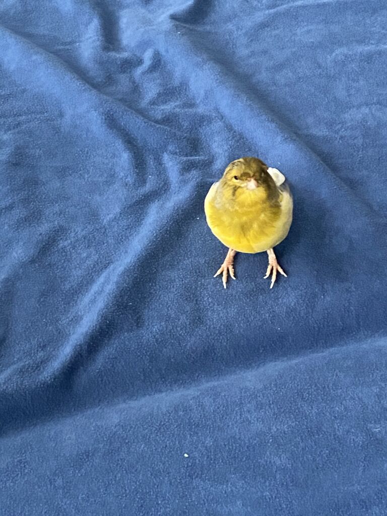 Kanarienvogel