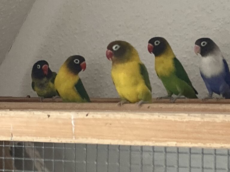 Agaporniden / Schwarzköpfchen