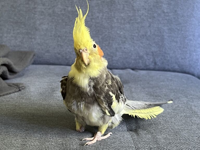 Nymphensittich