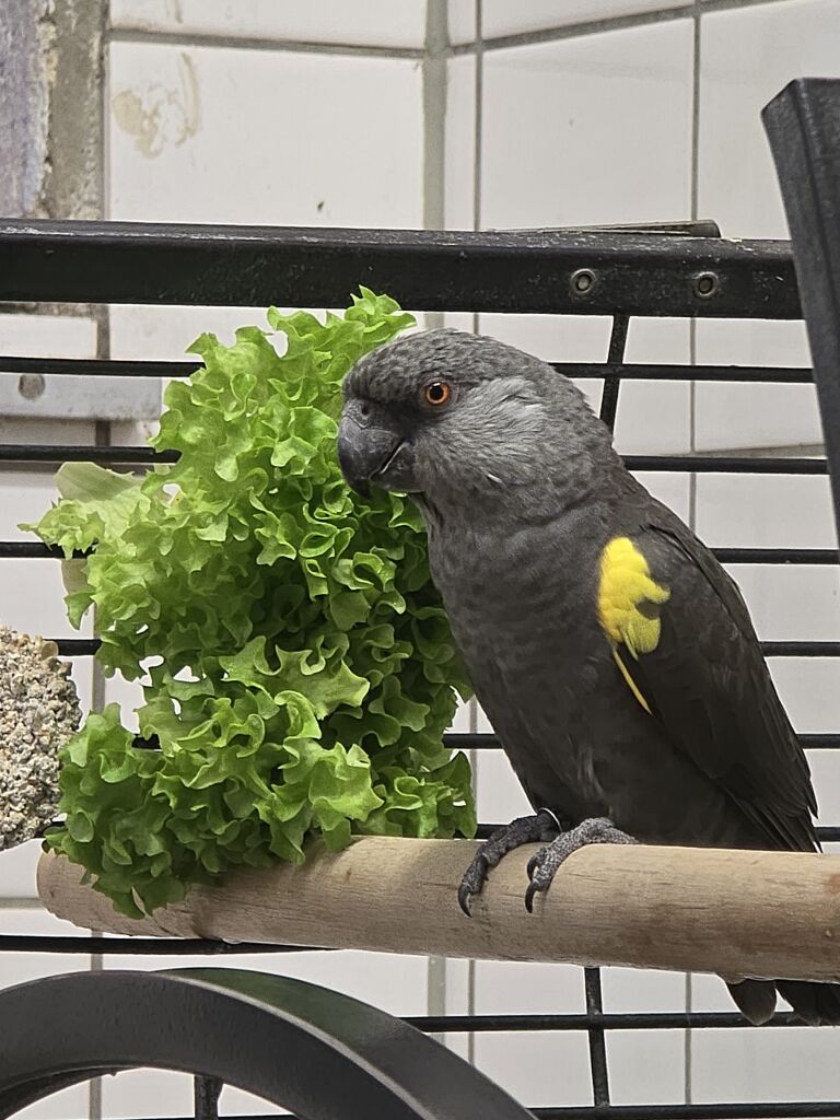 Rüppelspapagei