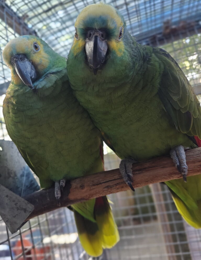 Blaustirnamazonen