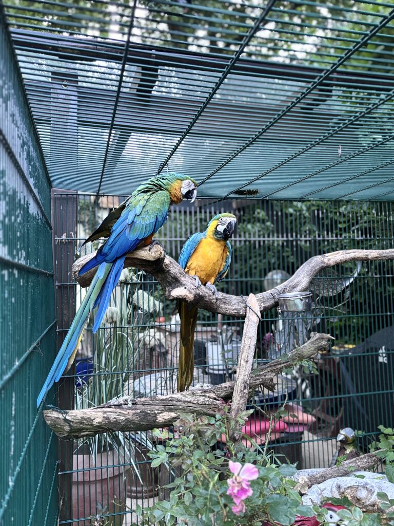 Gelbbrustaras
