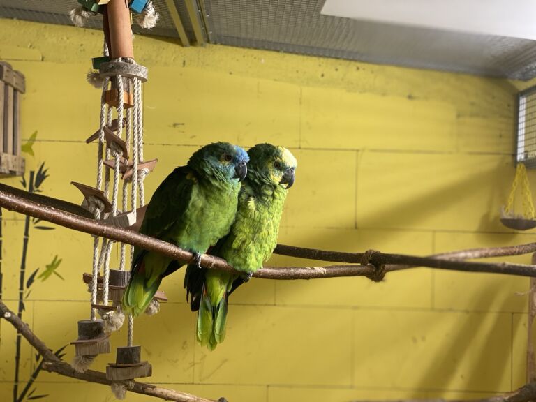 Blaustirnamazonen