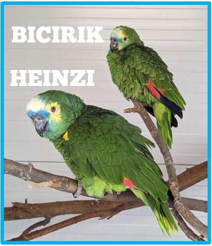 Blaustirnamazonen